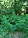 Scrophularia vernalis
